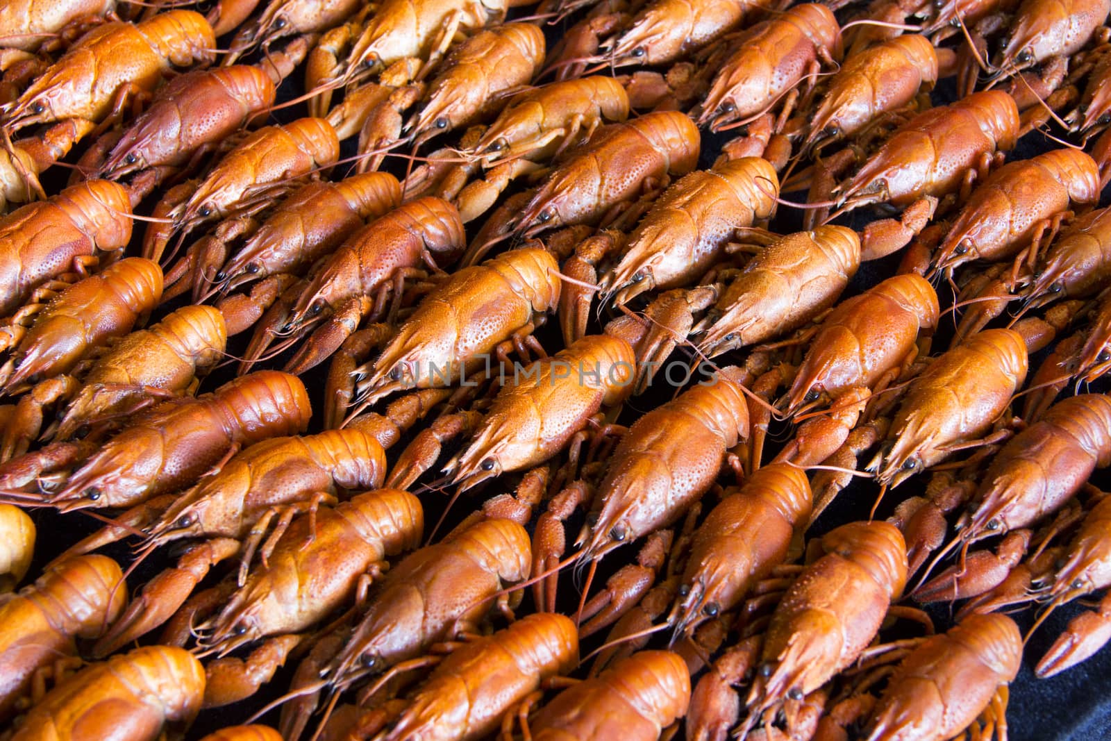 Photo of background with red boiled crawfishes