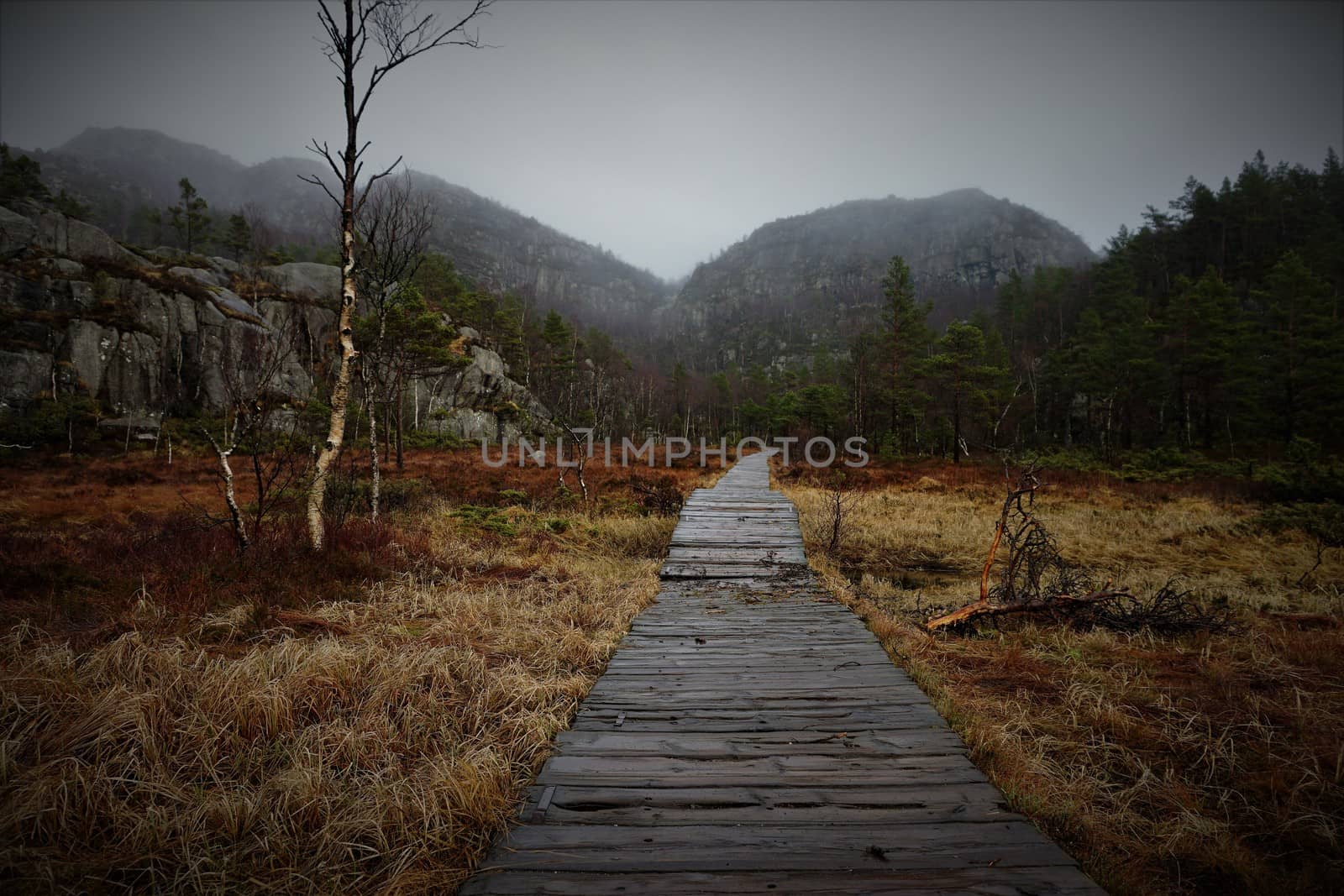 Wooden path through the forest in Norway.