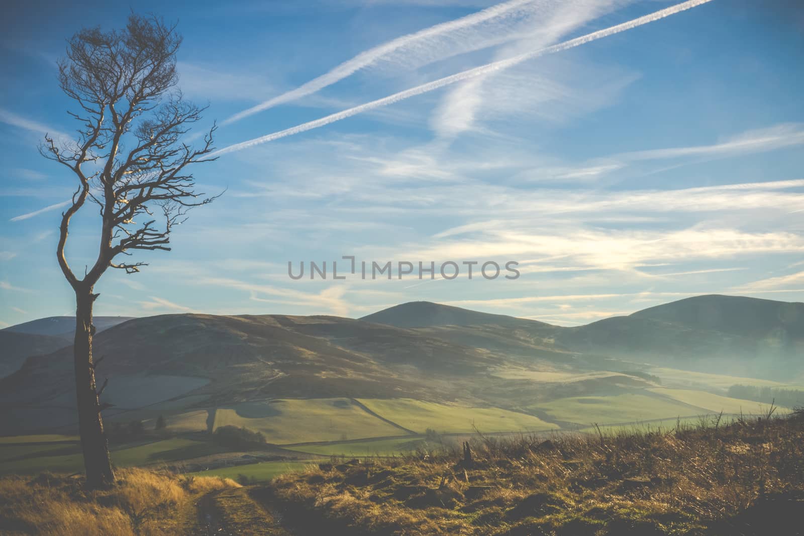 Windswept Landscape In Scotland With Trail And Lone Tree