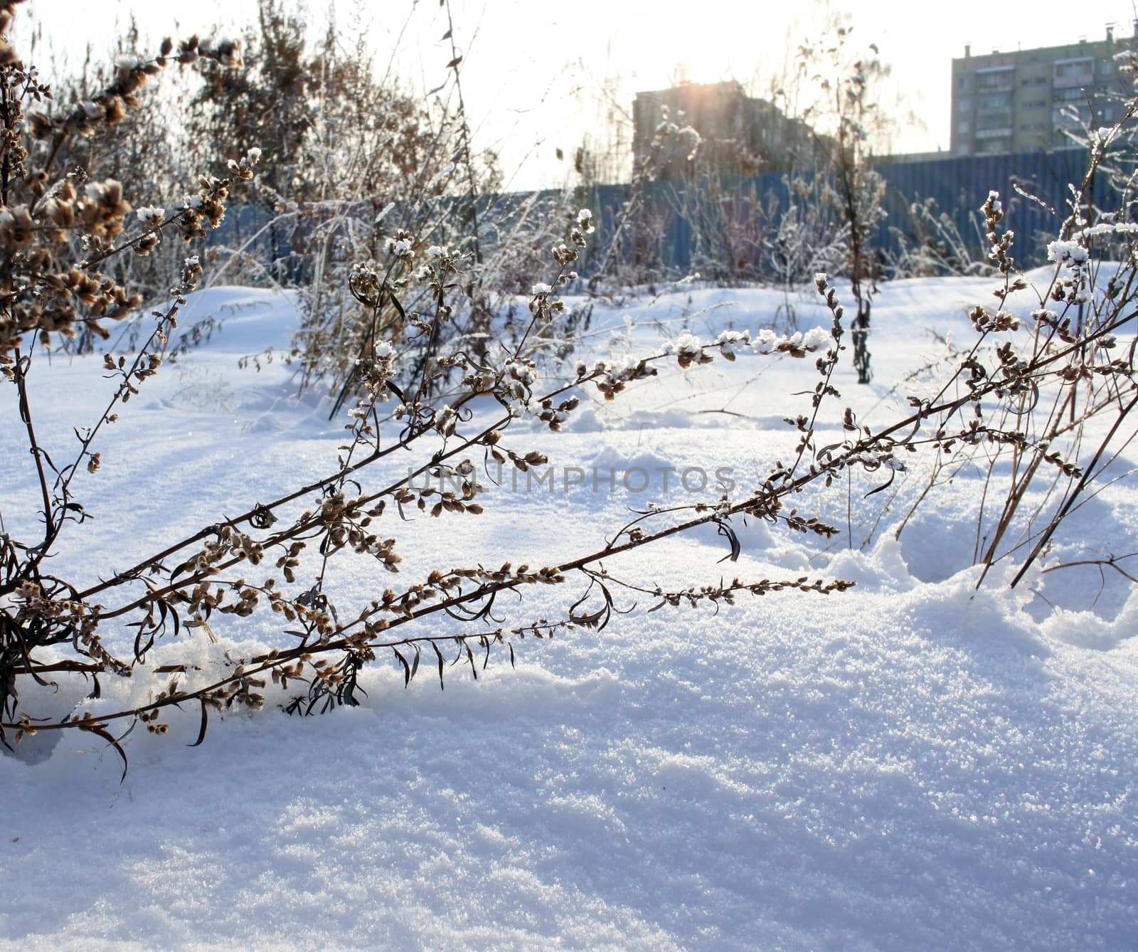 Early winter morning, on the eve of Christmas, dry grass covered with frost and snow. Winter background.