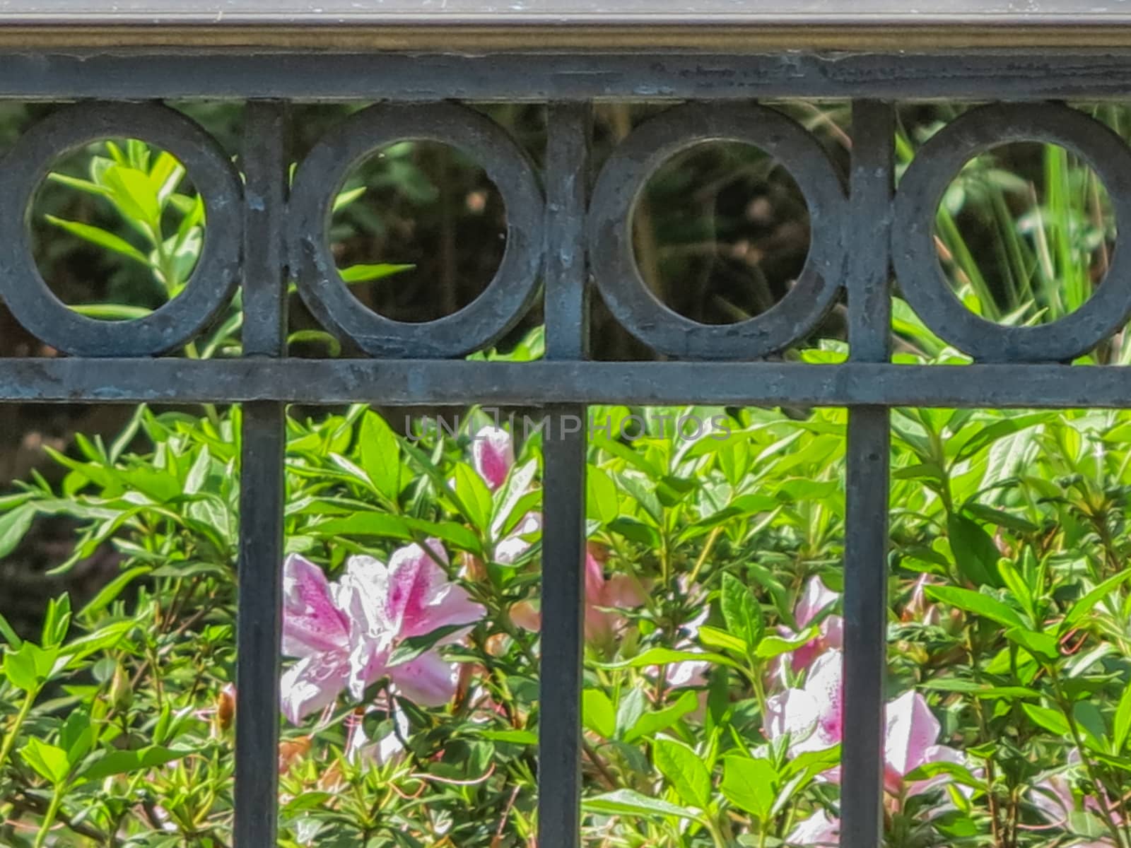 A black iron fence with circle design