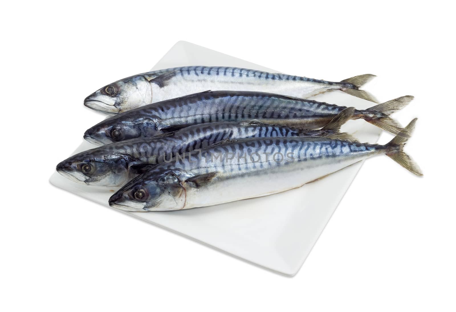 Several whole uncooked atlantic mackerel on a square white dish on a light background
