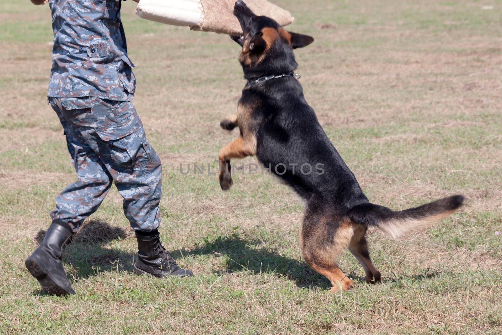 Soldiers from the K-9 dog unit works with his partner to apprehend a bad guy during a demonstration