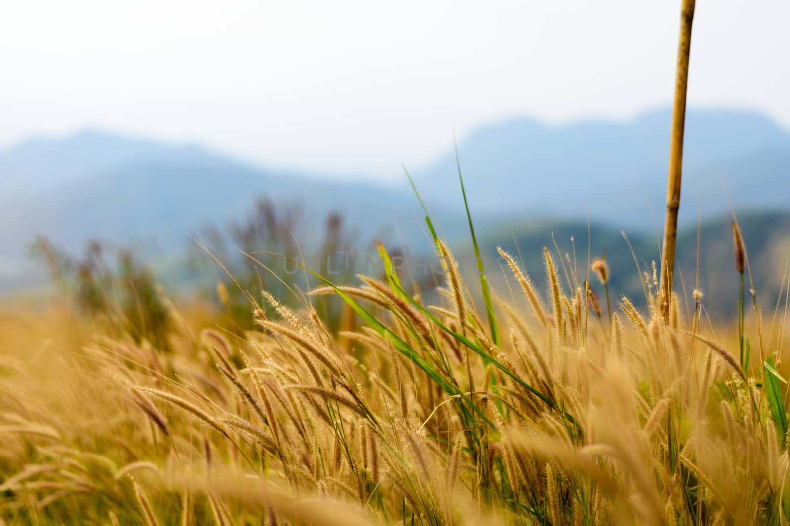 image of golden grass field, natural background by dfrsce