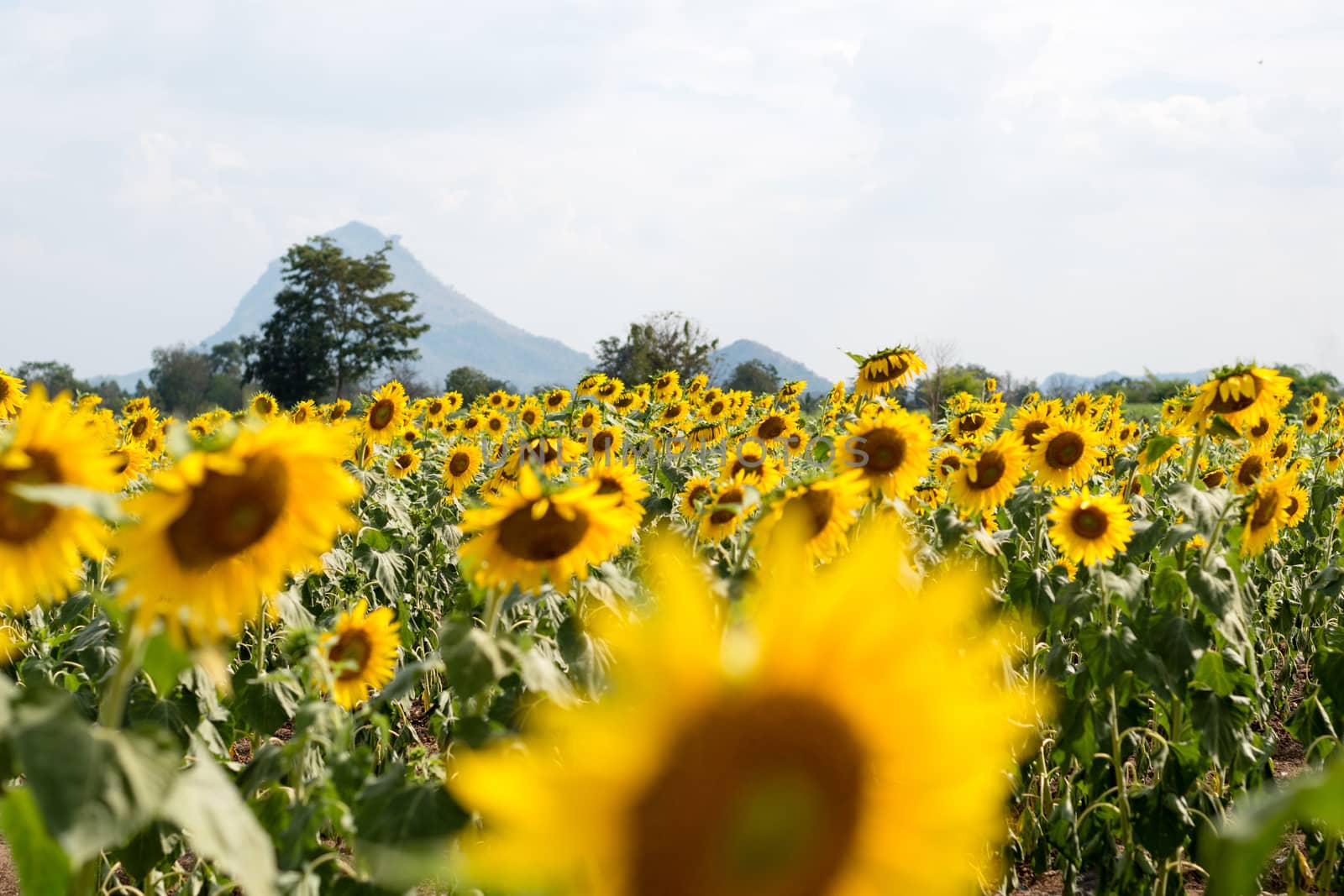 Summer sunflower field. Field of sunflowers with blue sky. A sunflower field at sunset.