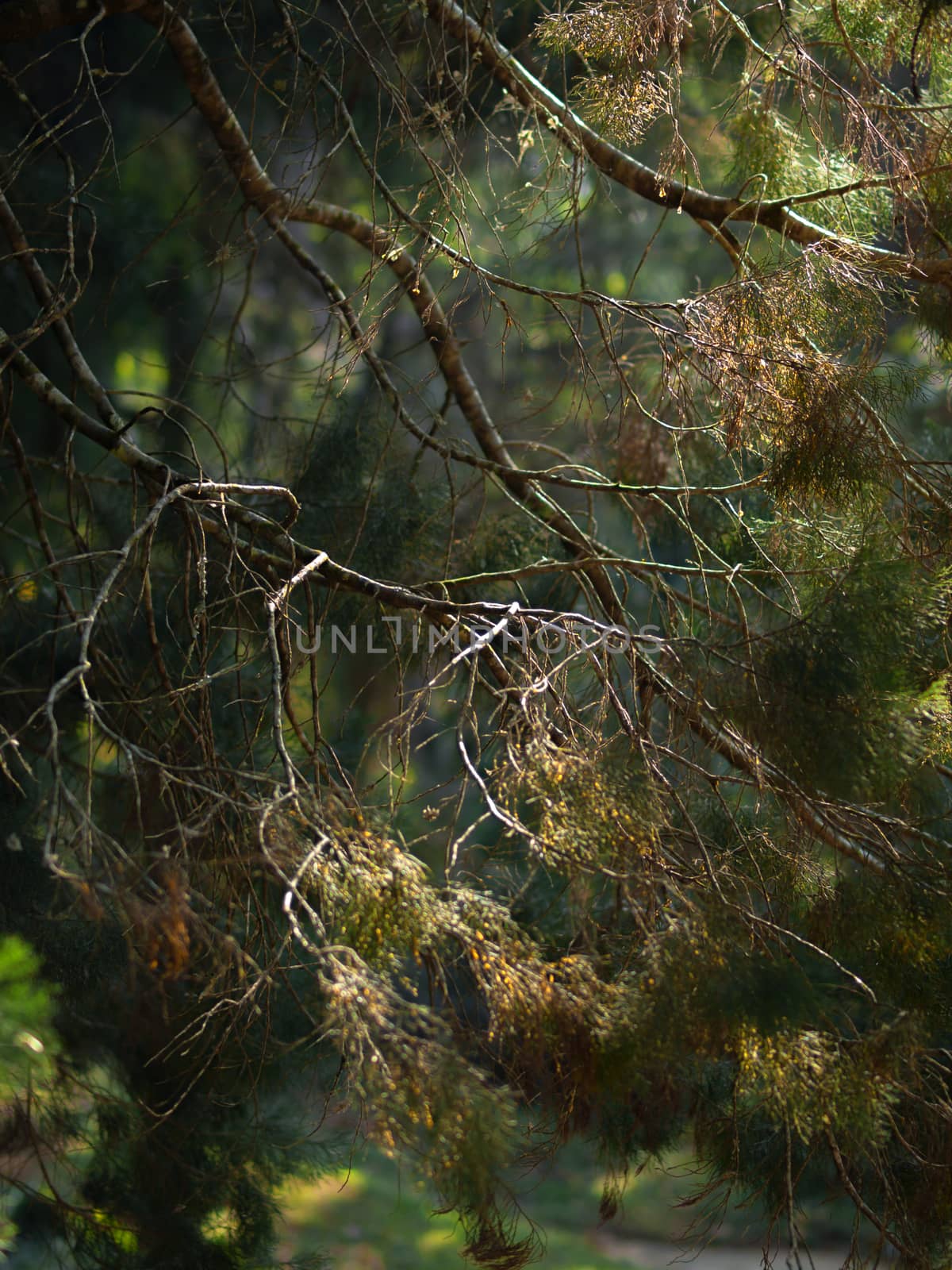 COLOR PHOTO OF SUN RAY COMES THROUGH TREE BRANCHES