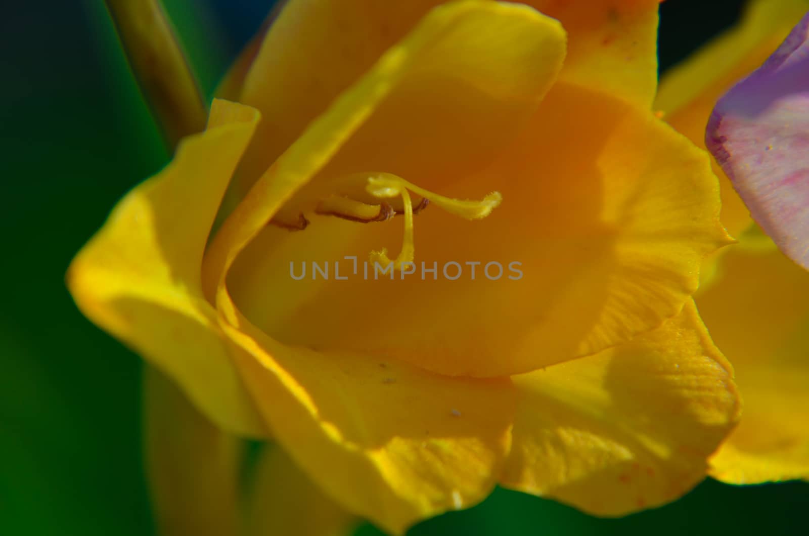 Yellow cassia fistula flowers Gladiolus closeup from the garden