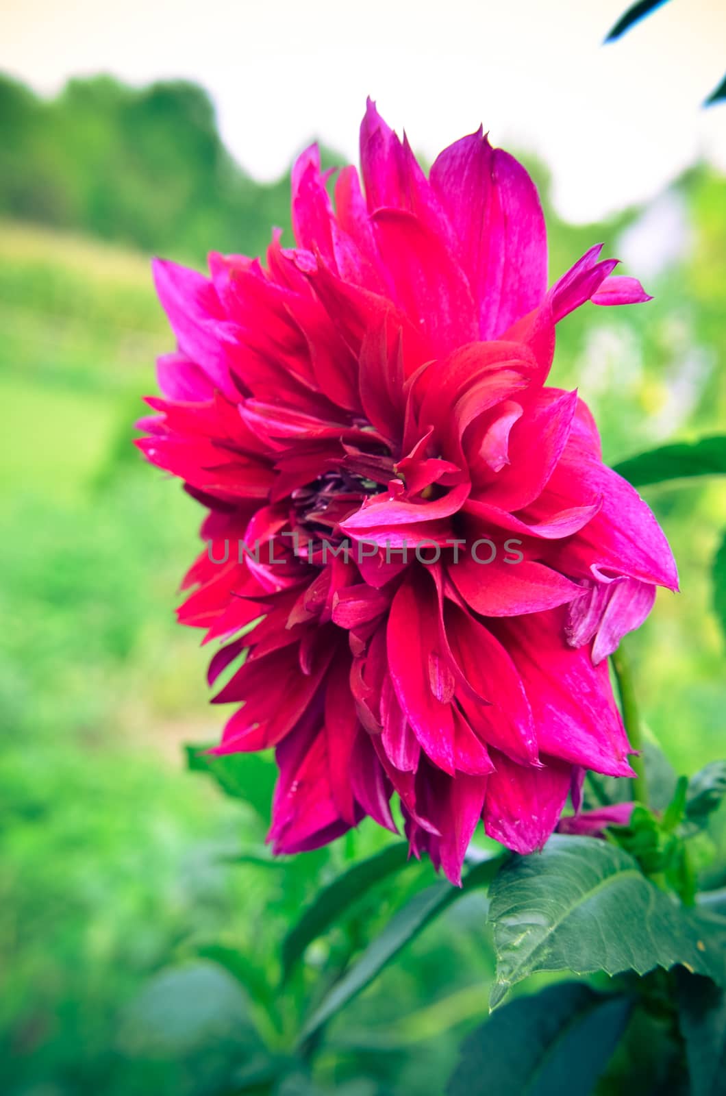 Maroon Dahlia closeup fromm summer garden as background