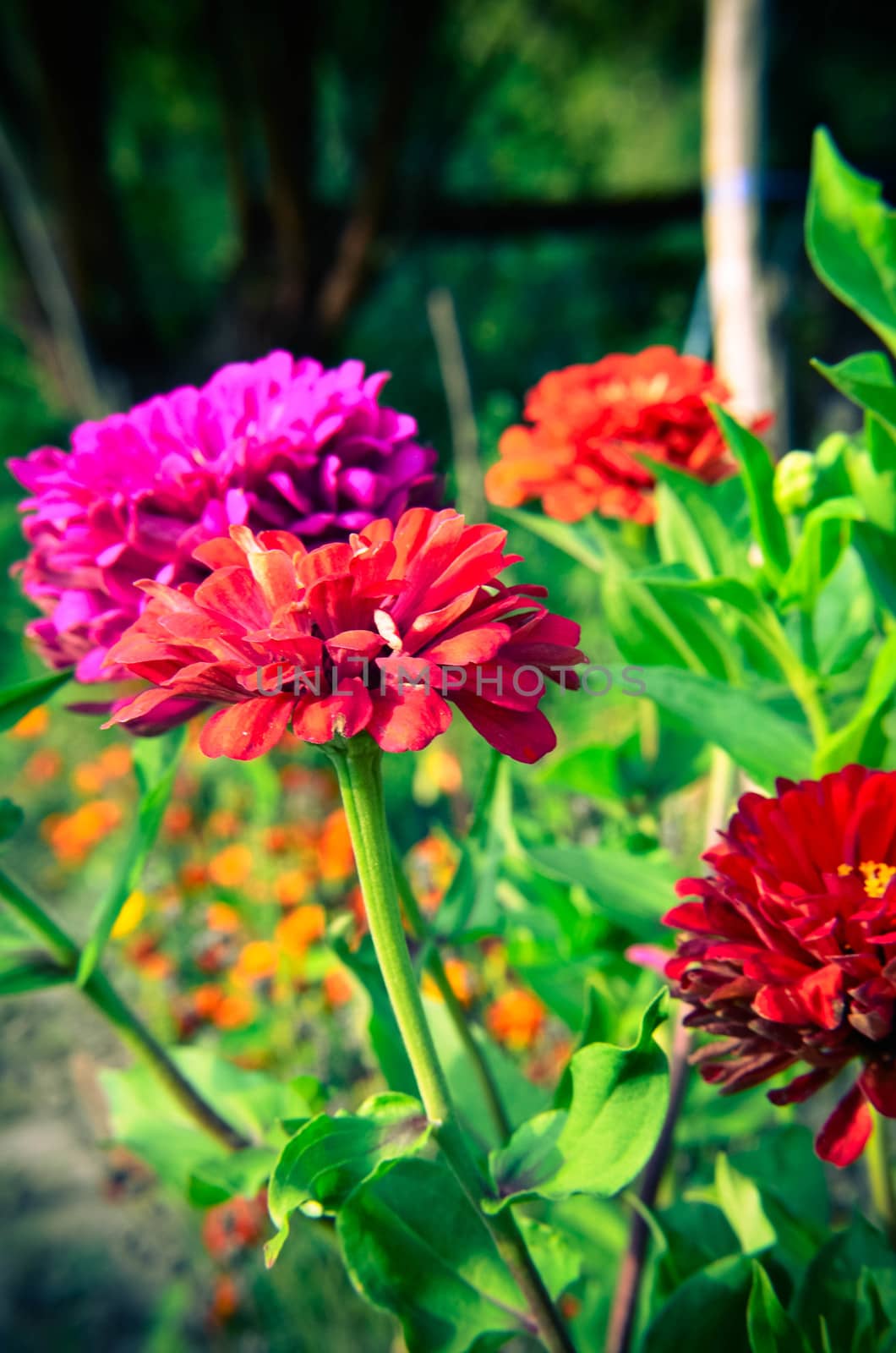 Colorful zinnia flowers in the garden by kimbo-bo