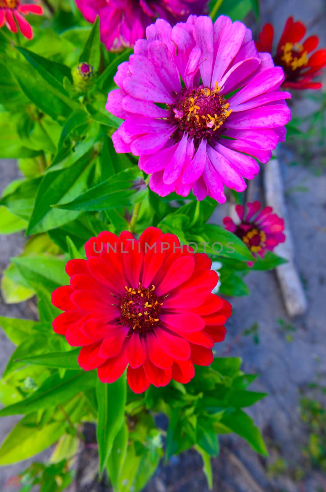 Colorful zinnia flowers in the garden by kimbo-bo