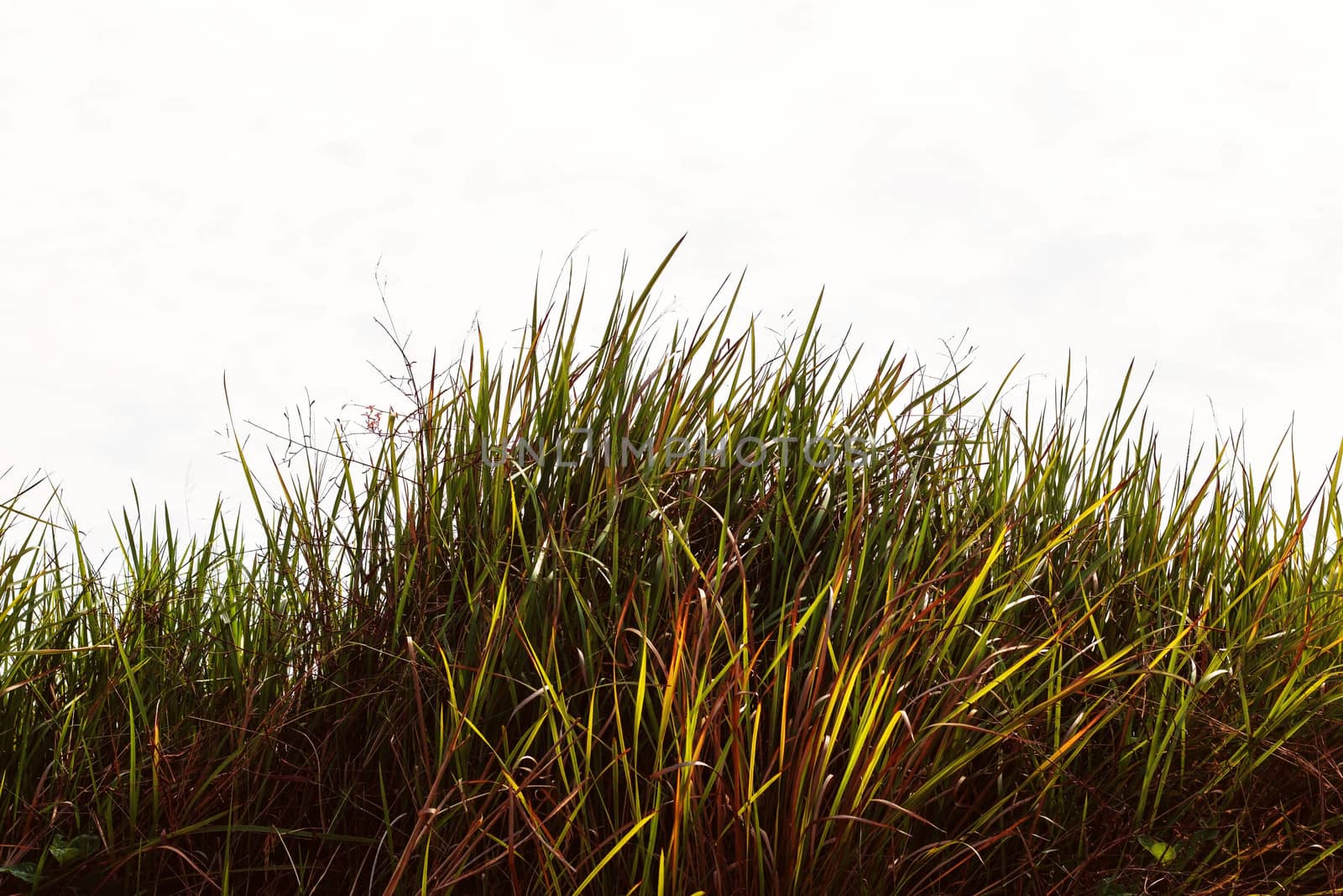 Grass on the field with a white background.