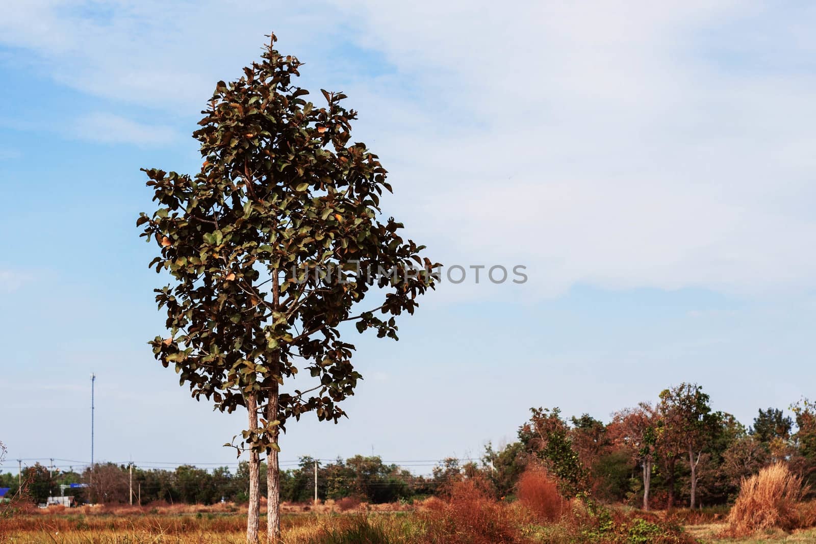 Trees on the fields in rural of Thailand.