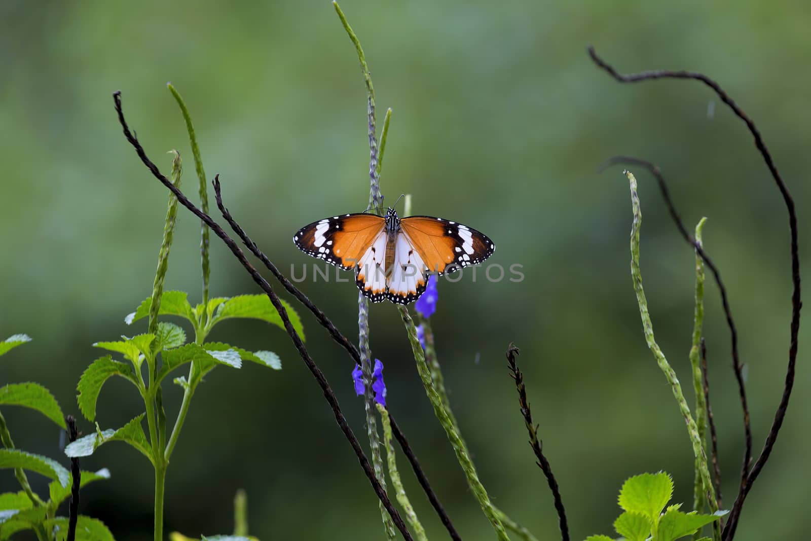 Plain Tiger Butterfly at Butterfly Hill in Pulau Ubin Singapore