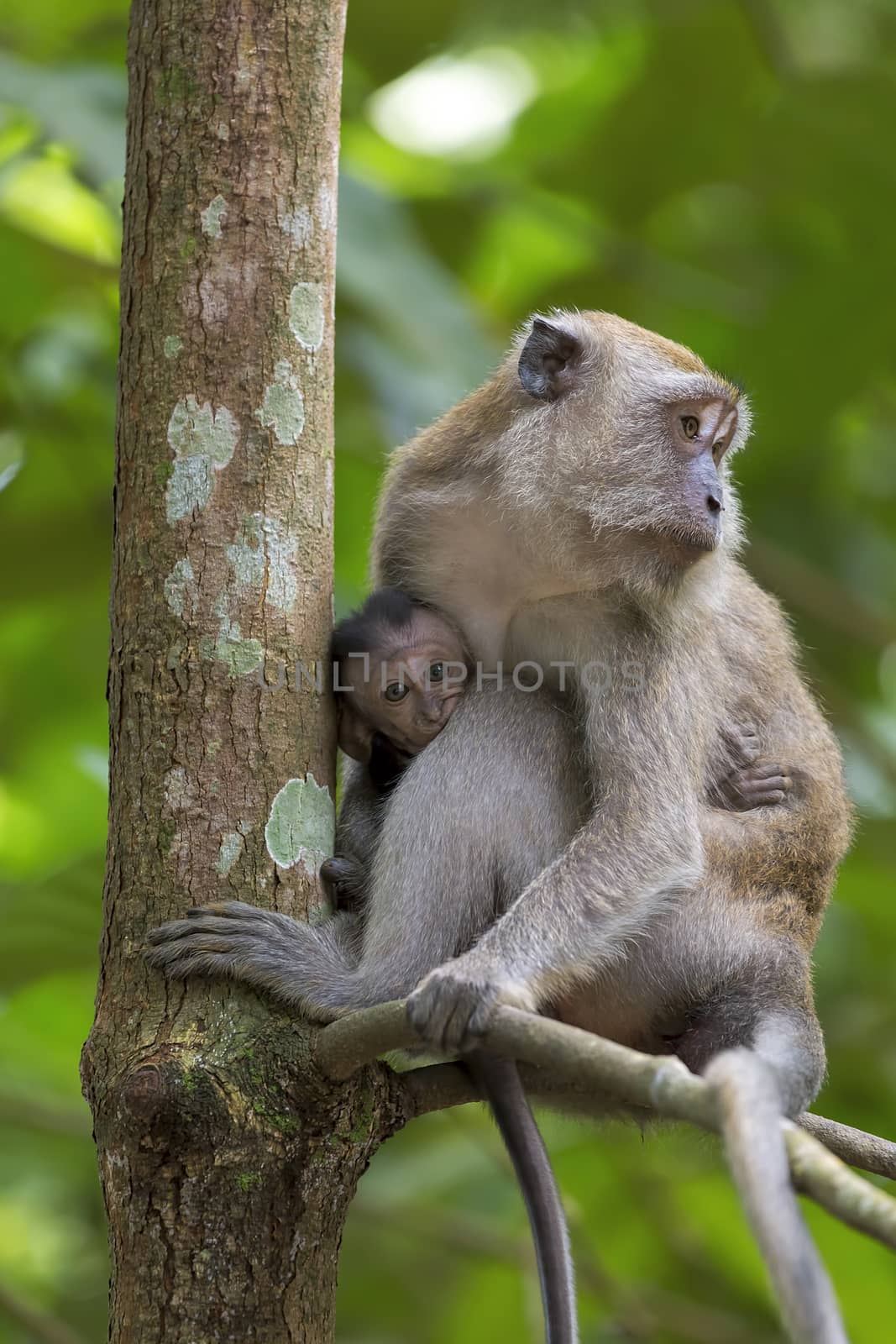 Mother and Baby Monkey perched on a tree at Chek Jawa Wetlands in Pulau Ubin Island Singapore