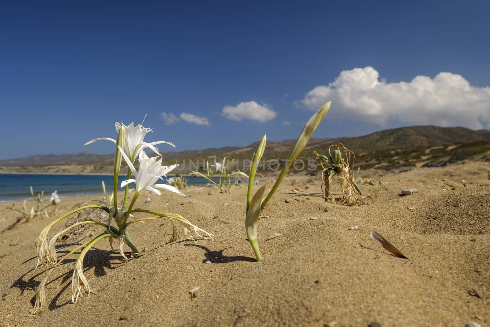 White flower on the beach, Pancratium maritimum by itsajoop