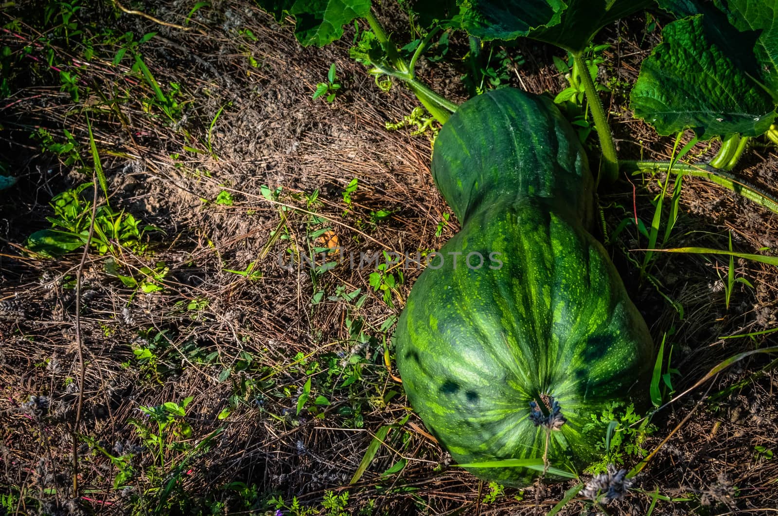 Latouche's Frog, Kuatun Rana latouchii butternut green pumpkin in the garden at sunny day