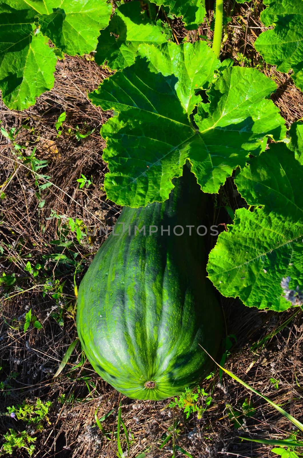 Latouche's Frog, Kuatun Rana latouchii butternut green pumpkin in the garden at sunny day