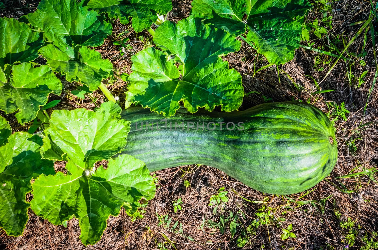 Latouche's Frog, Kuatun Rana latouchii butternut green pumpkin in the garden at sunny day