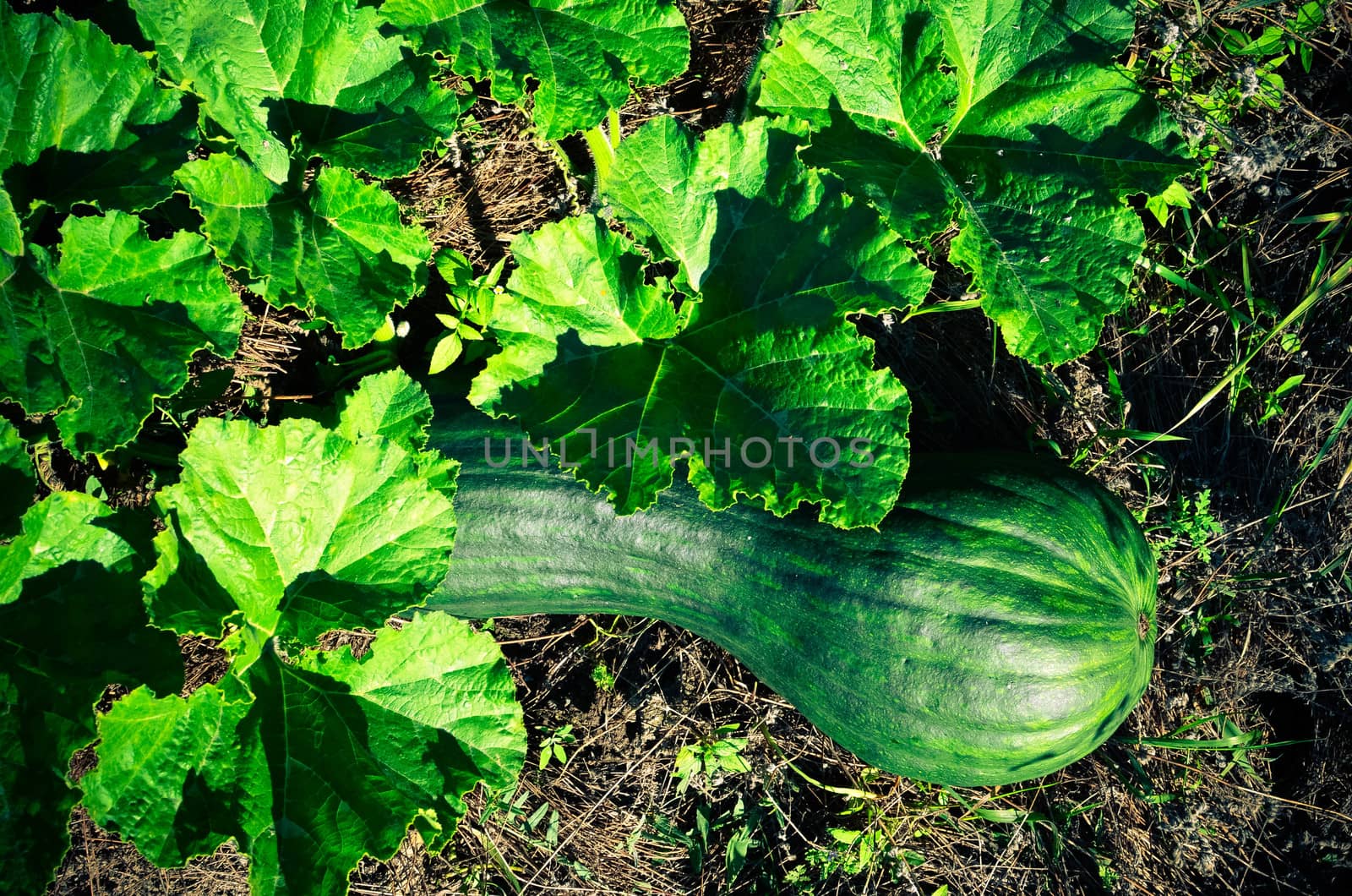 Latouche's Frog, Kuatun Rana latouchii butternut green pumpkin in the garden at sunny day