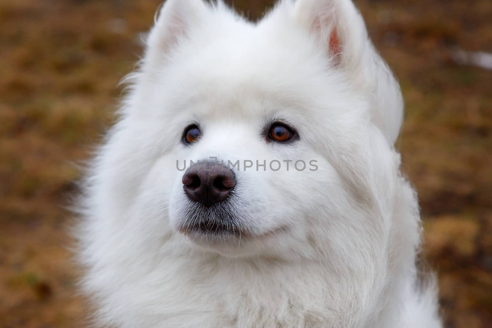 White Samoyed Dog Puppy Whelp Close Up Portrait