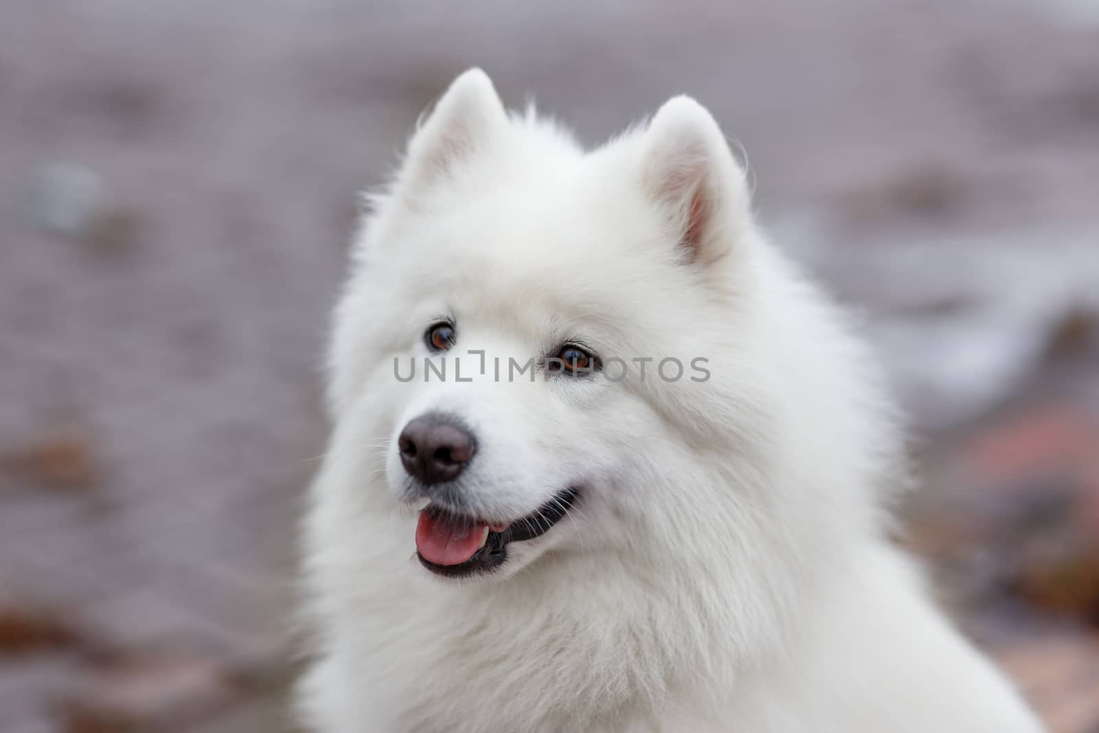 White Samoyed Dog Puppy Whelp Close Up Portrait