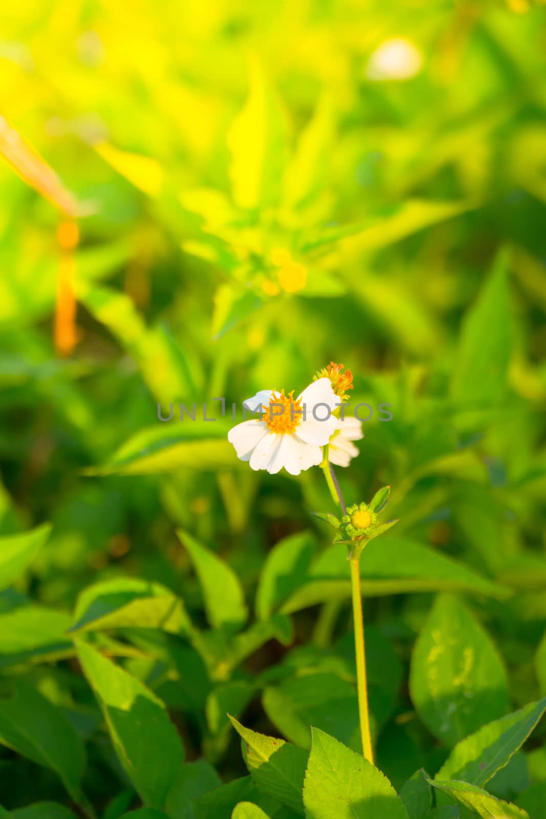 Grass flower causes the allergic symptoms by teerawit