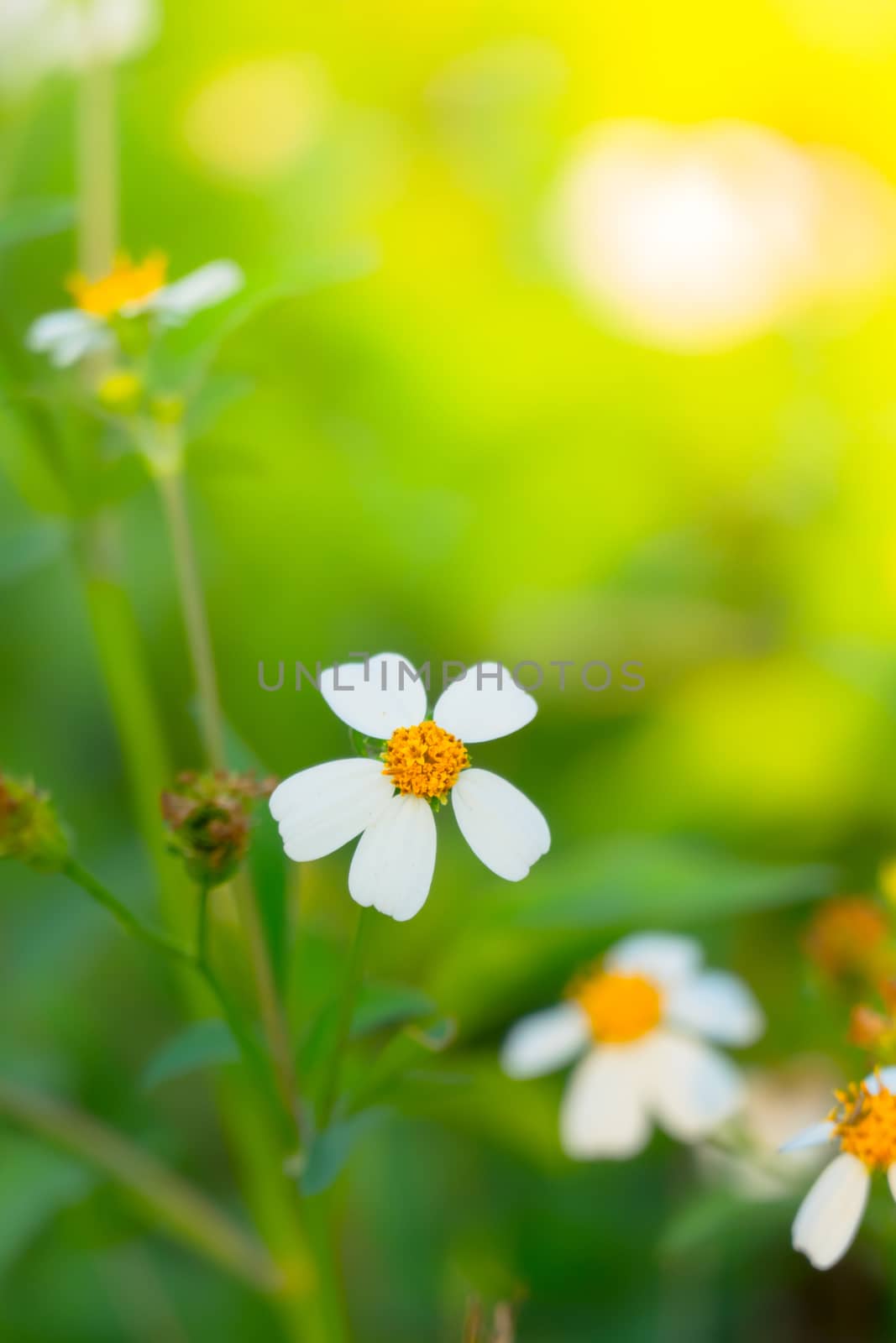 Grass flower causes the allergic symptoms, grass flowers for background.