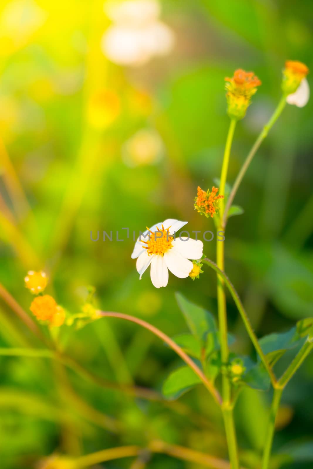Grass flower causes the allergic symptoms, grass flowers for background.