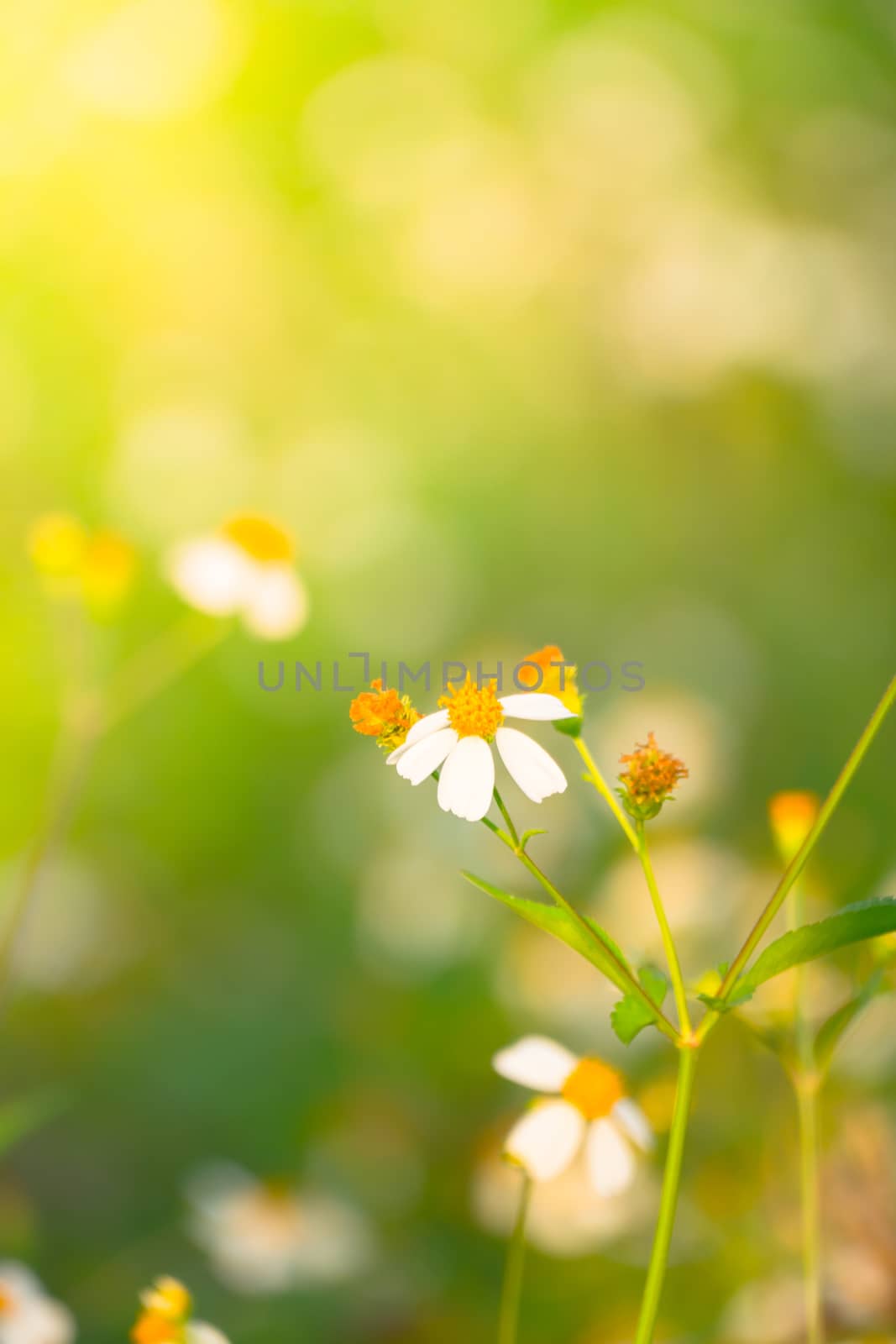 Grass flower causes the allergic symptoms by teerawit