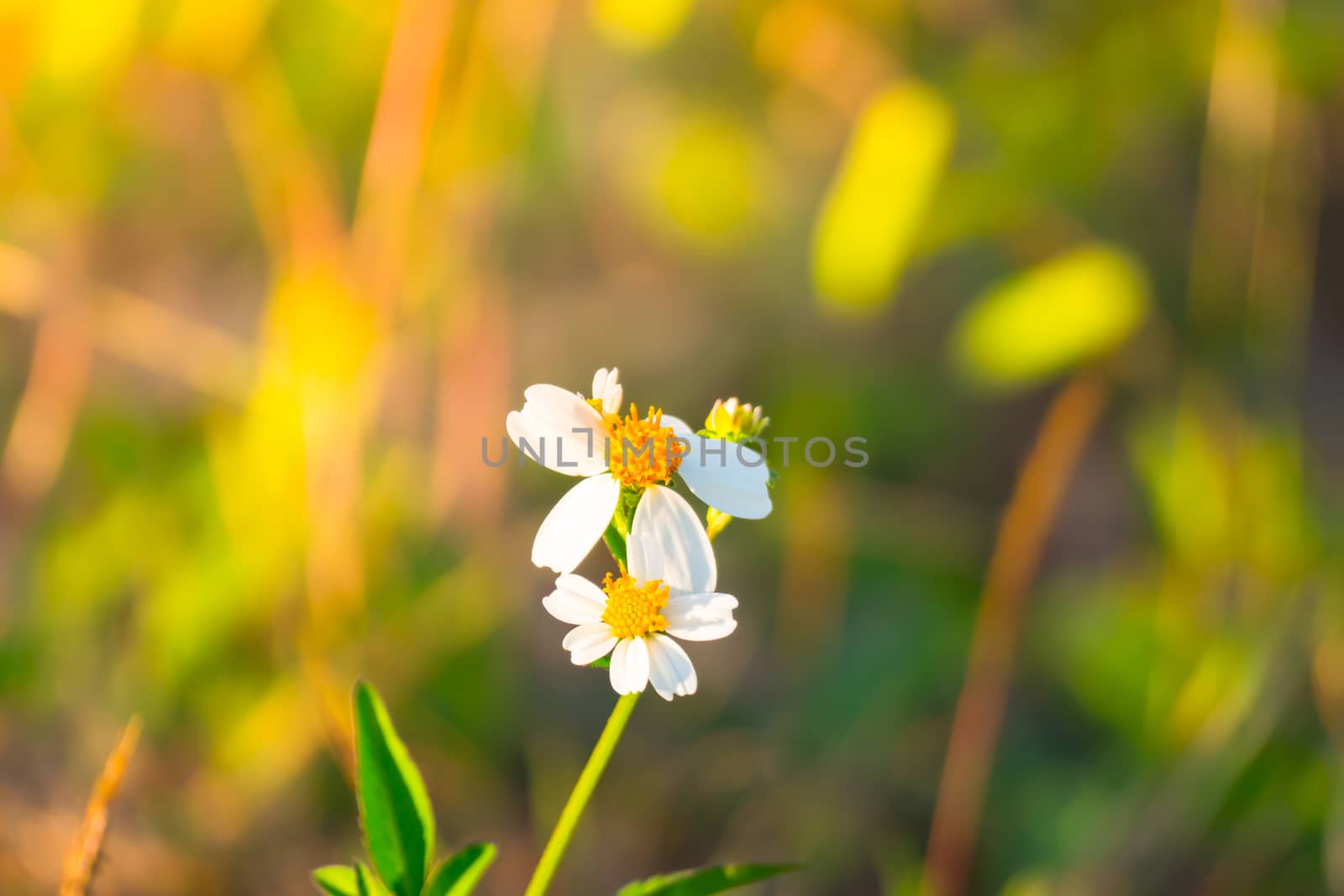Grass flower causes the allergic symptoms, grass flowers for background.