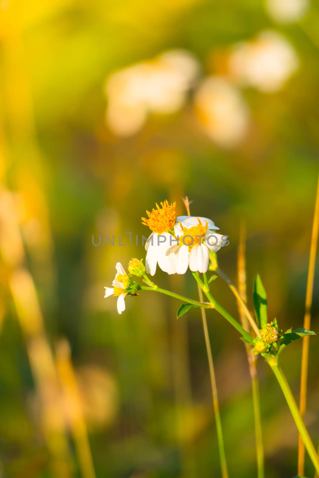 Grass flower causes the allergic symptoms by teerawit