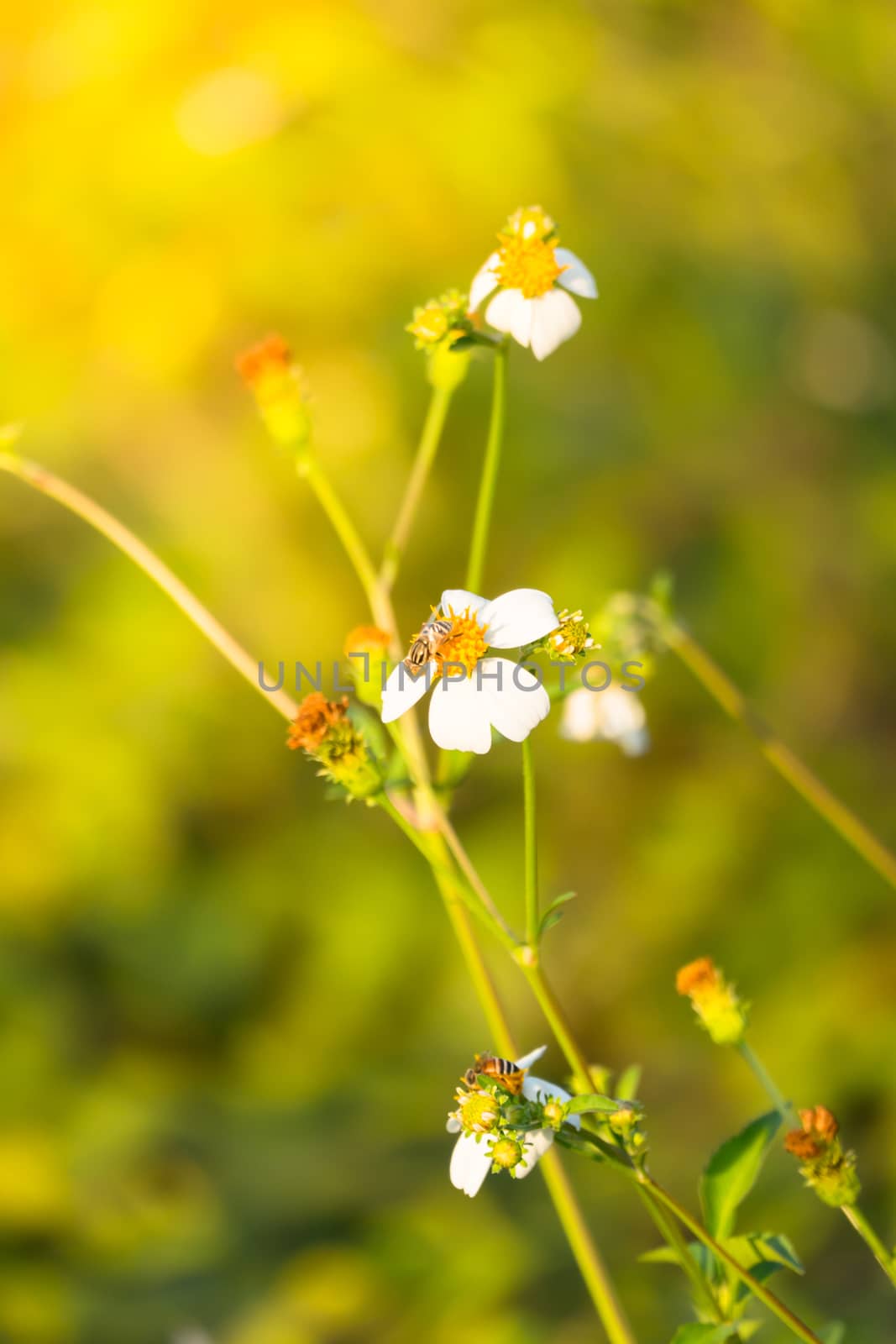 Grass flower causes the allergic symptoms by teerawit