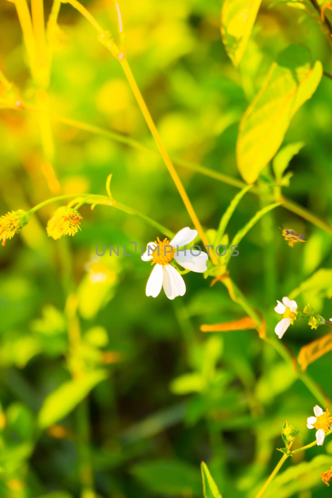 Grass flower causes the allergic symptoms by teerawit