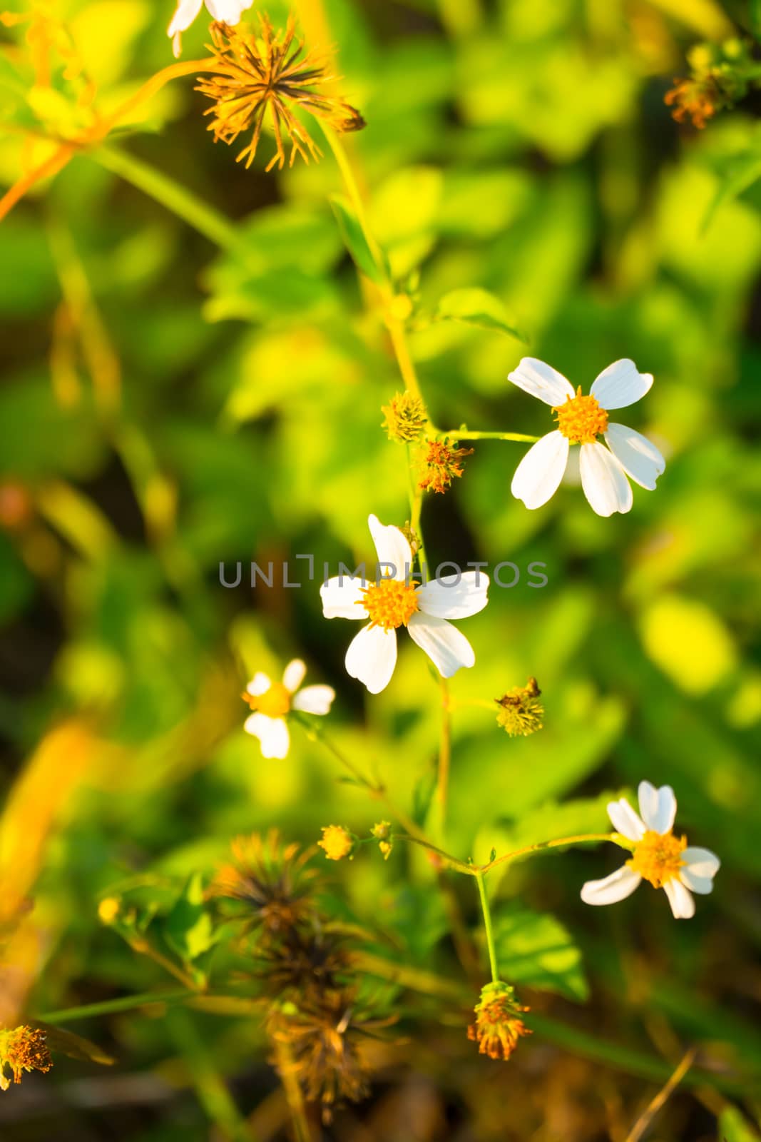 Grass flower causes the allergic symptoms, grass flowers for background.