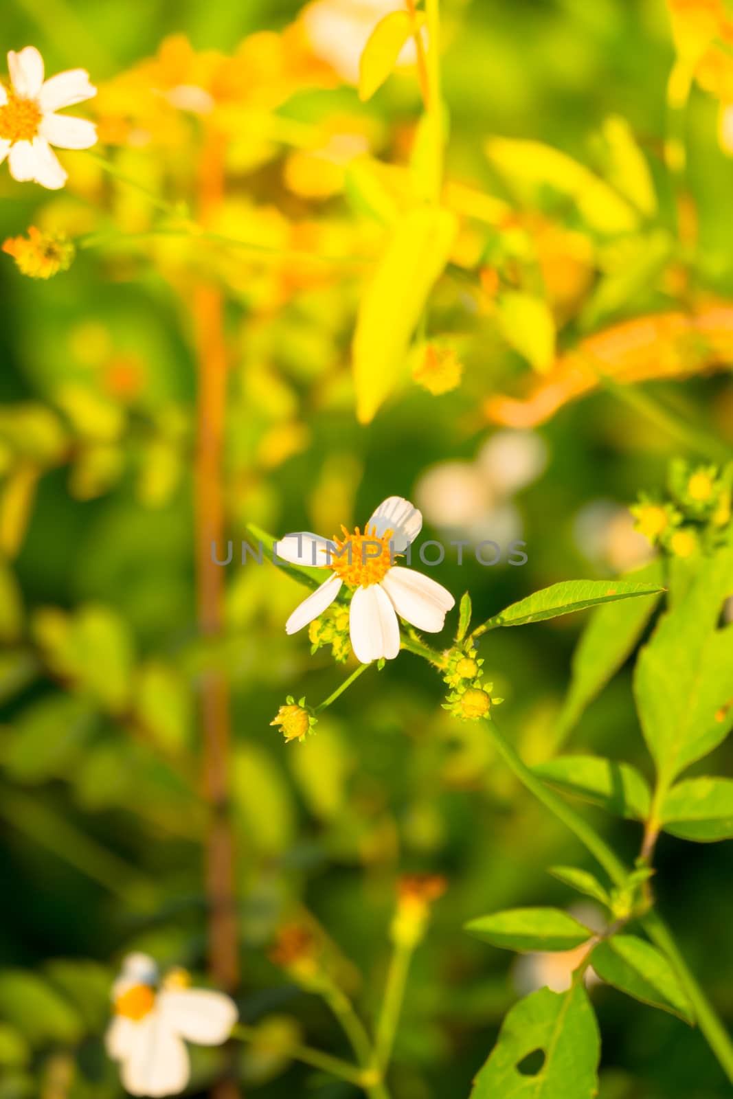 Grass flower causes the allergic symptoms by teerawit