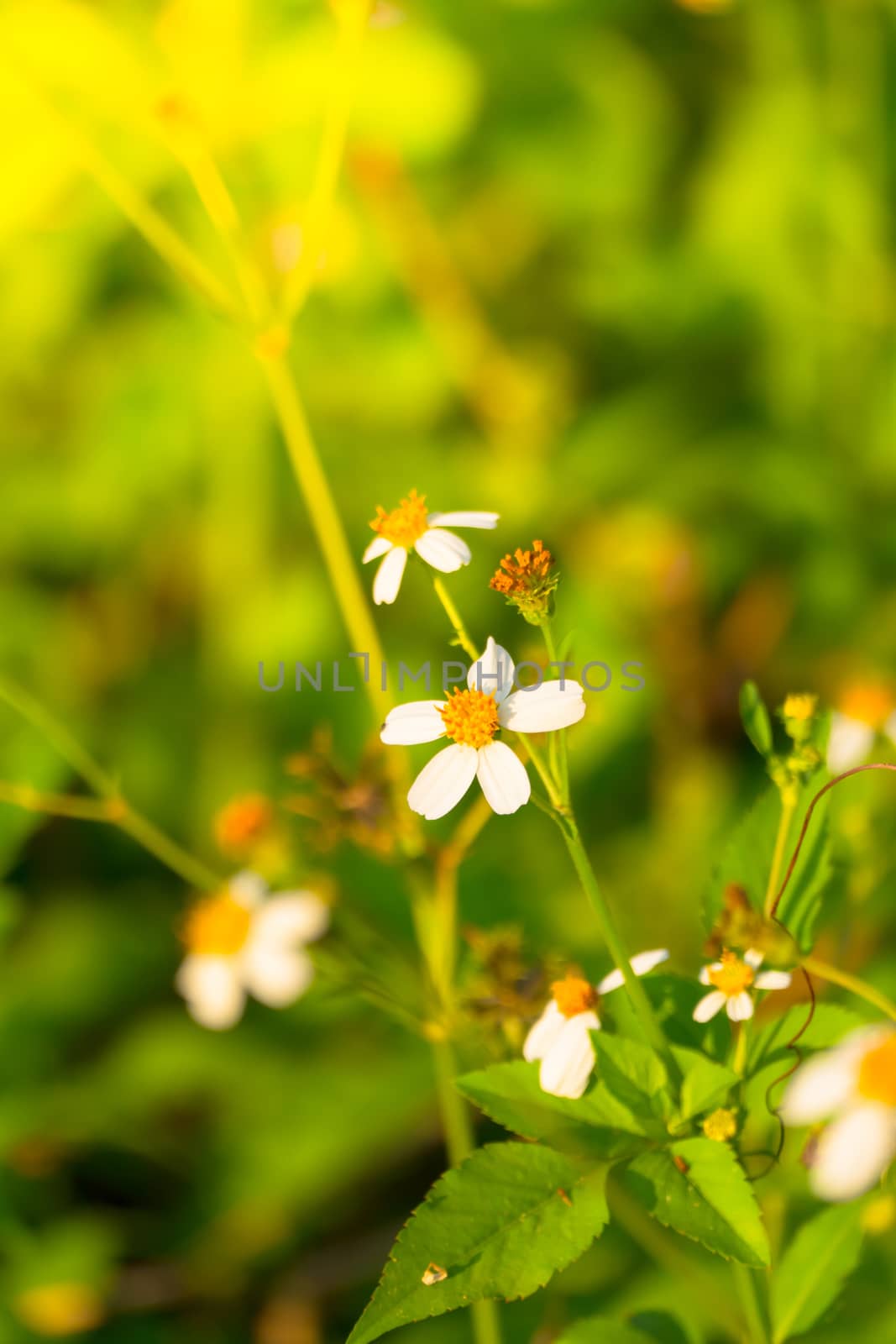 Grass flower causes the allergic symptoms, grass flowers for background.