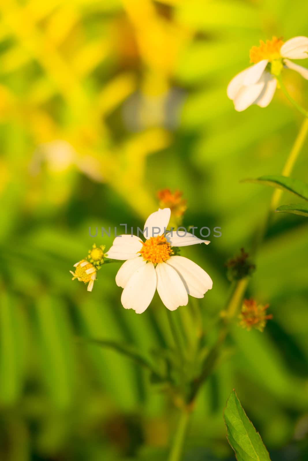 Grass flower causes the allergic symptoms by teerawit