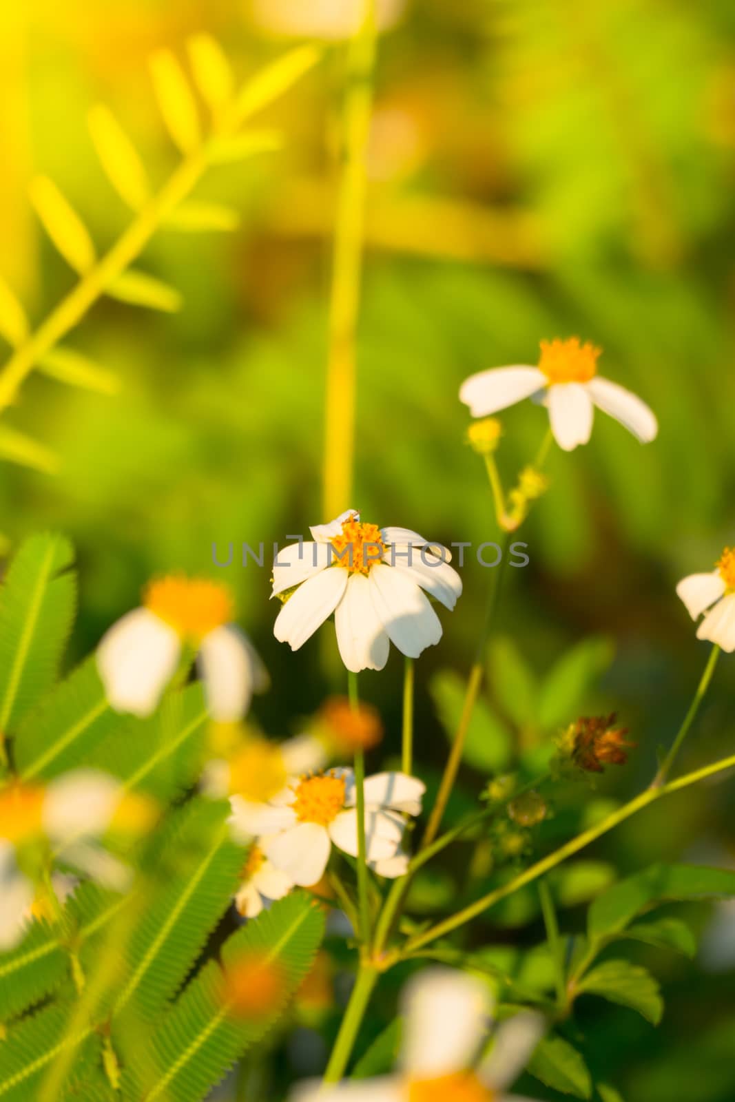 Grass flower causes the allergic symptoms by teerawit