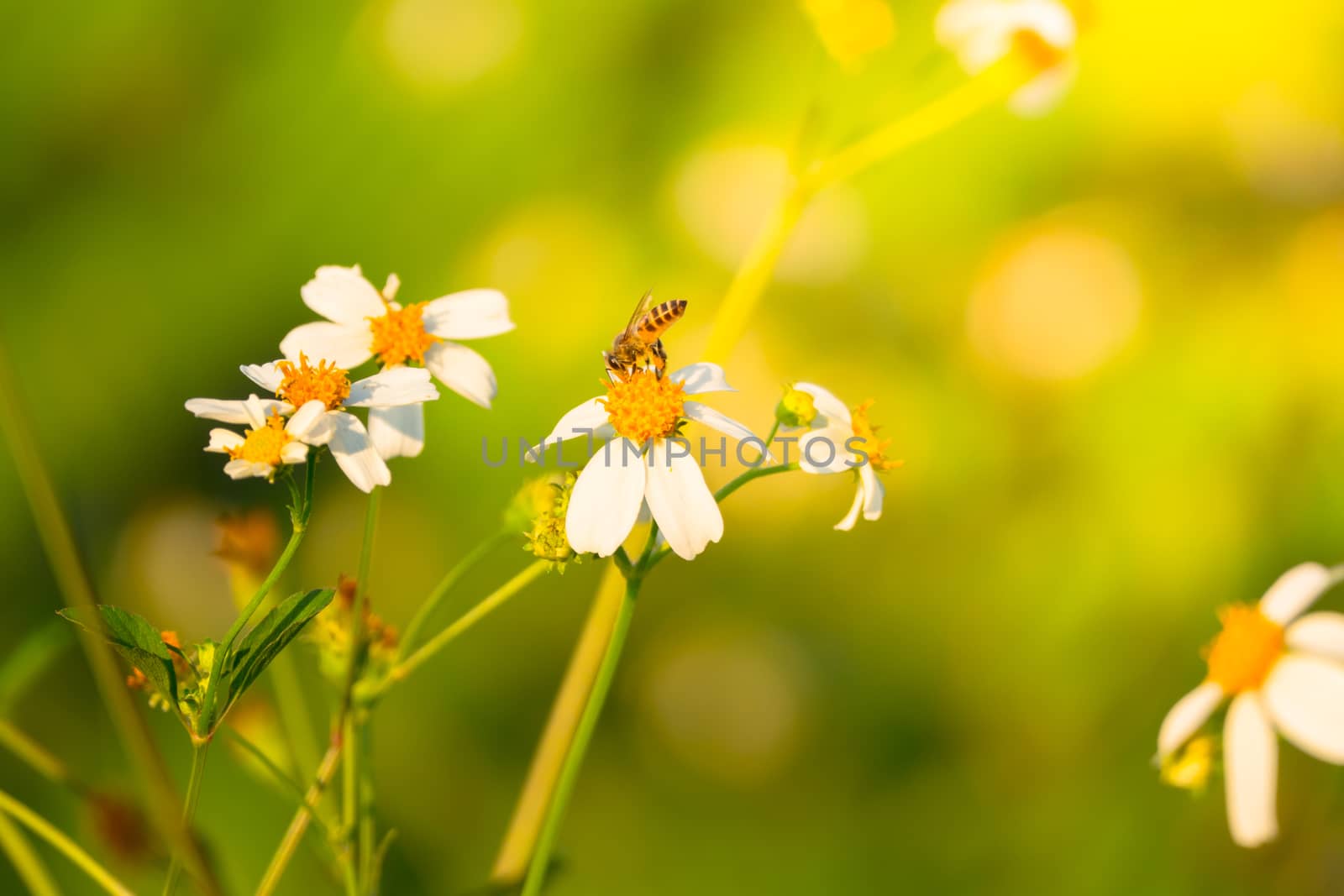 Grass flower causes the allergic symptoms, grass flowers for background.