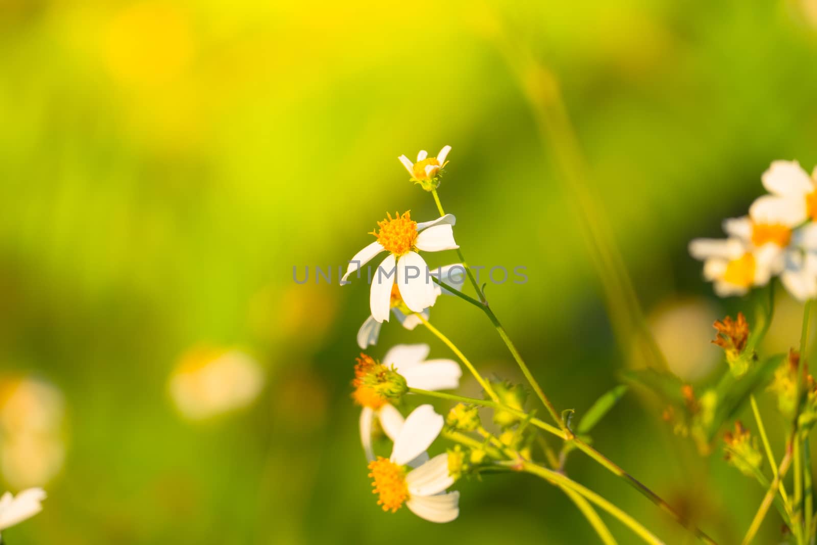 Grass flower causes the allergic symptoms by teerawit