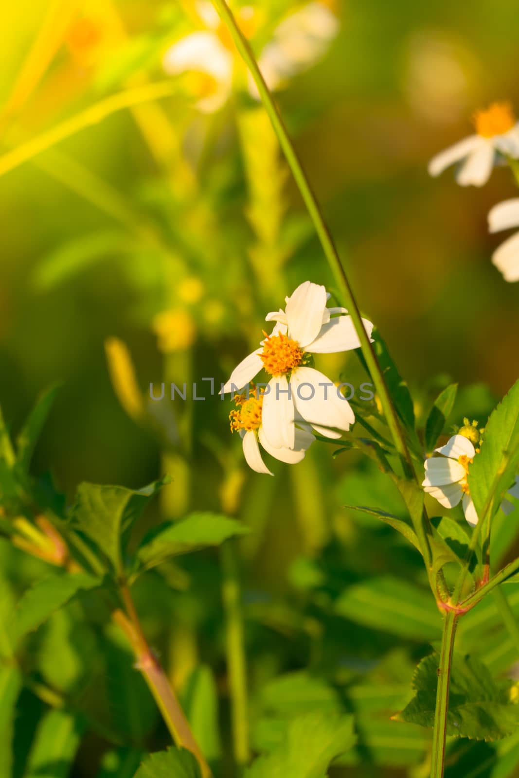 Grass flower causes the allergic symptoms, grass flowers for background.