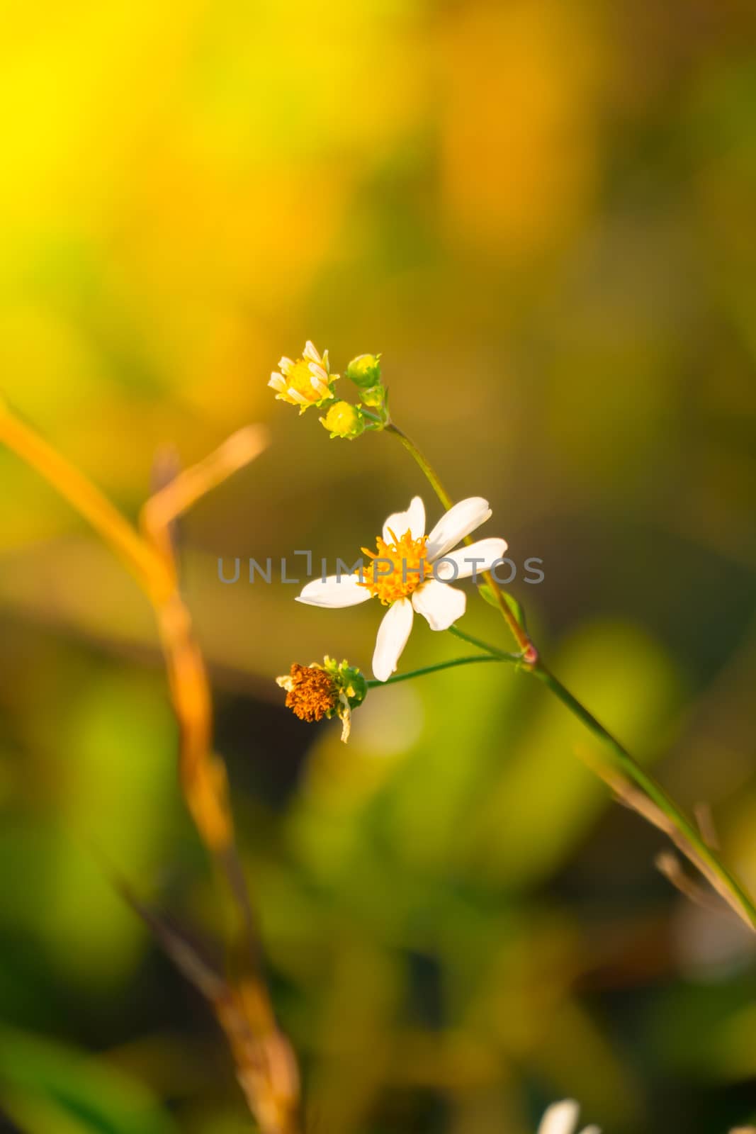 Grass flower causes the allergic symptoms, grass flowers for background.