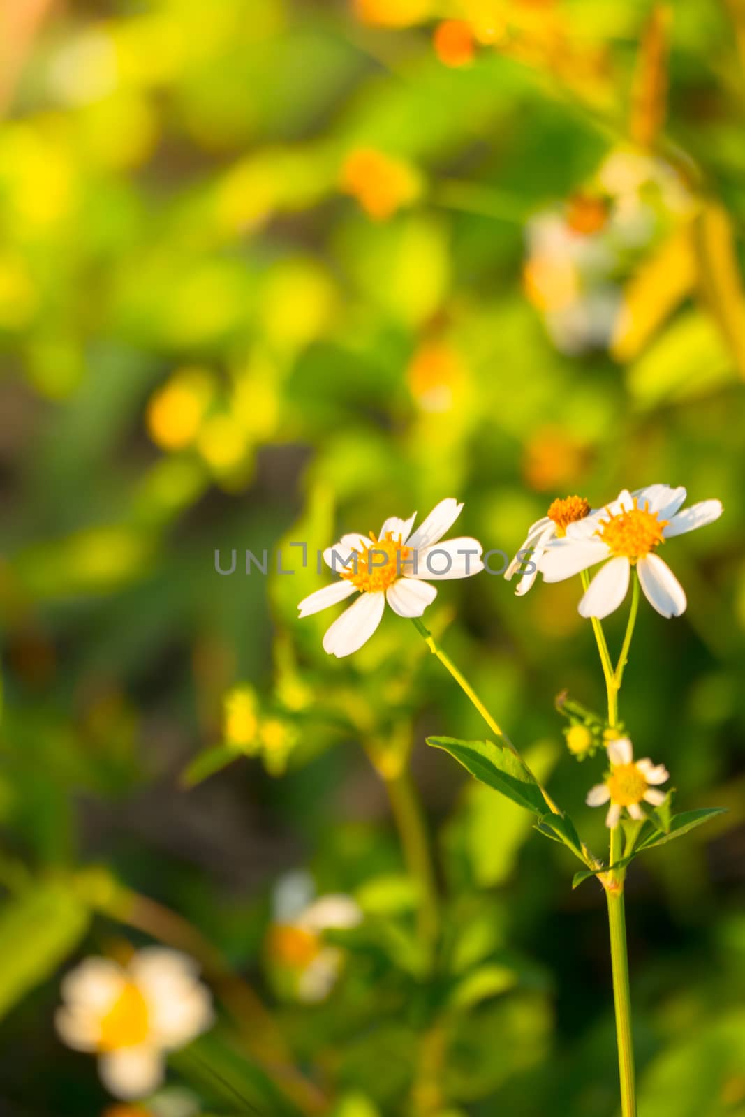 Grass flower causes the allergic symptoms, grass flowers for background.