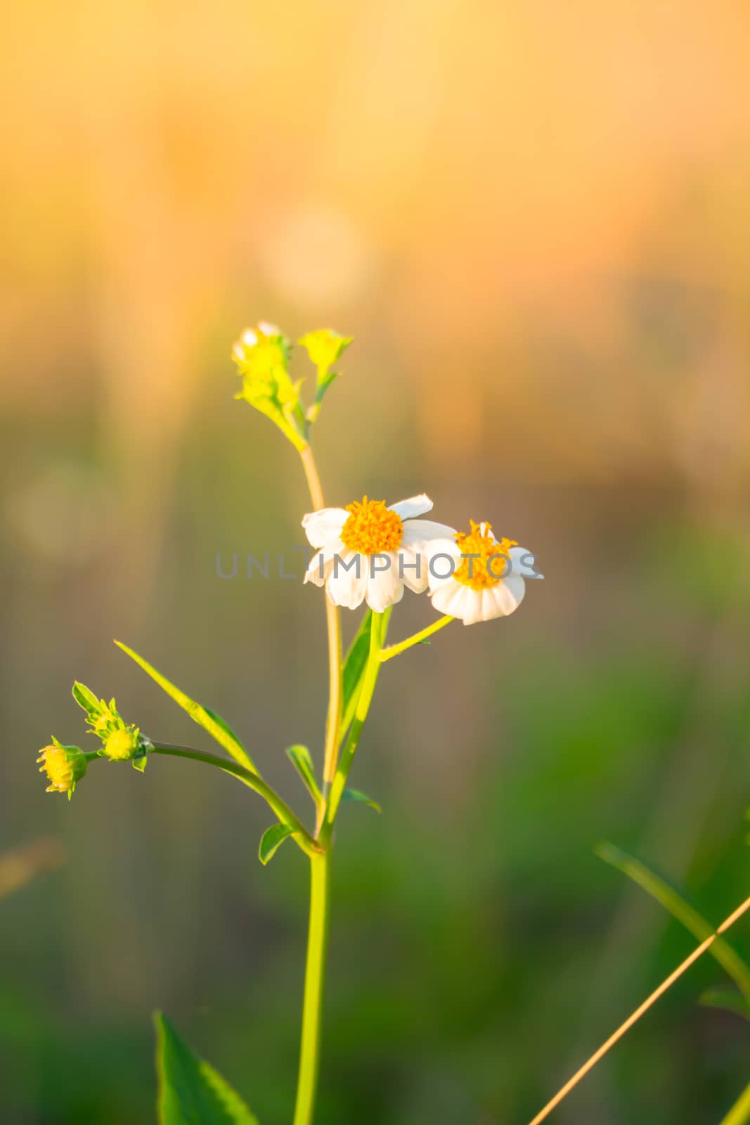 Grass flower causes the allergic symptoms by teerawit