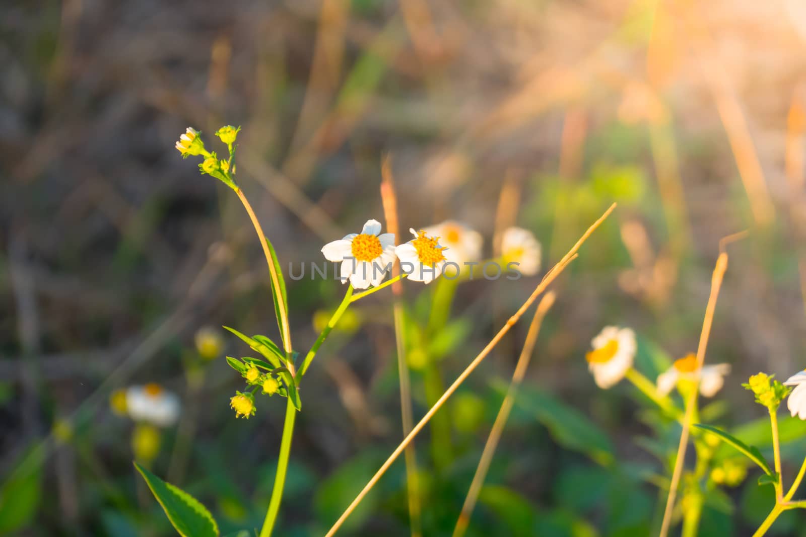 Grass flower causes the allergic symptoms, grass flowers for background.