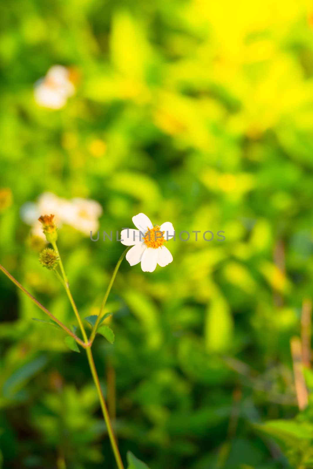 Grass flower causes the allergic symptoms by teerawit