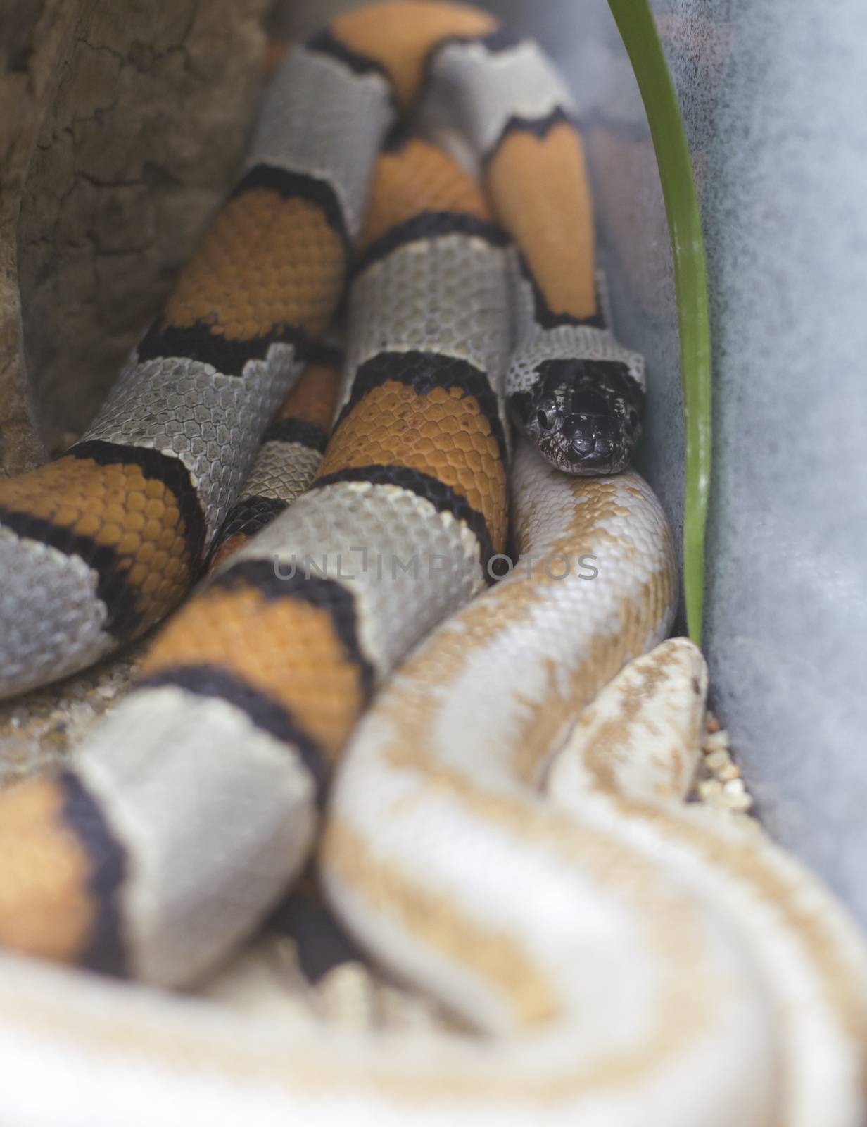 Gray Banded and Albino Stripped Kingsnakes by tornado98