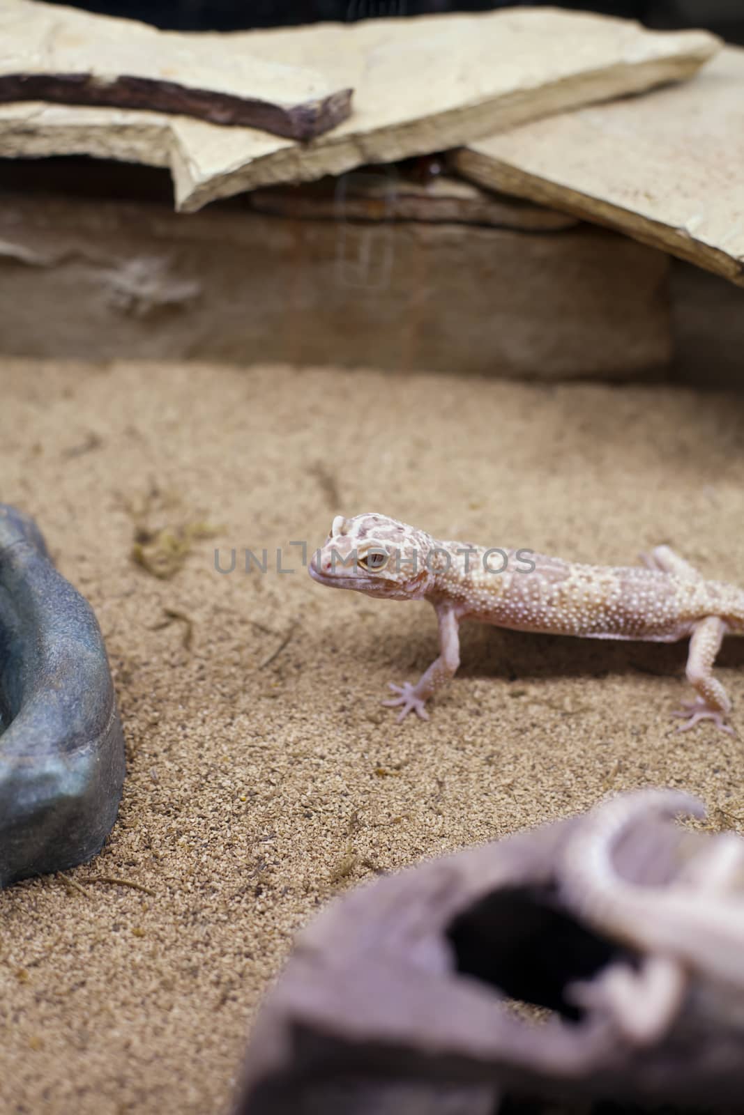Mediteranean gecko (Hemidactylus turcicus) in a display case