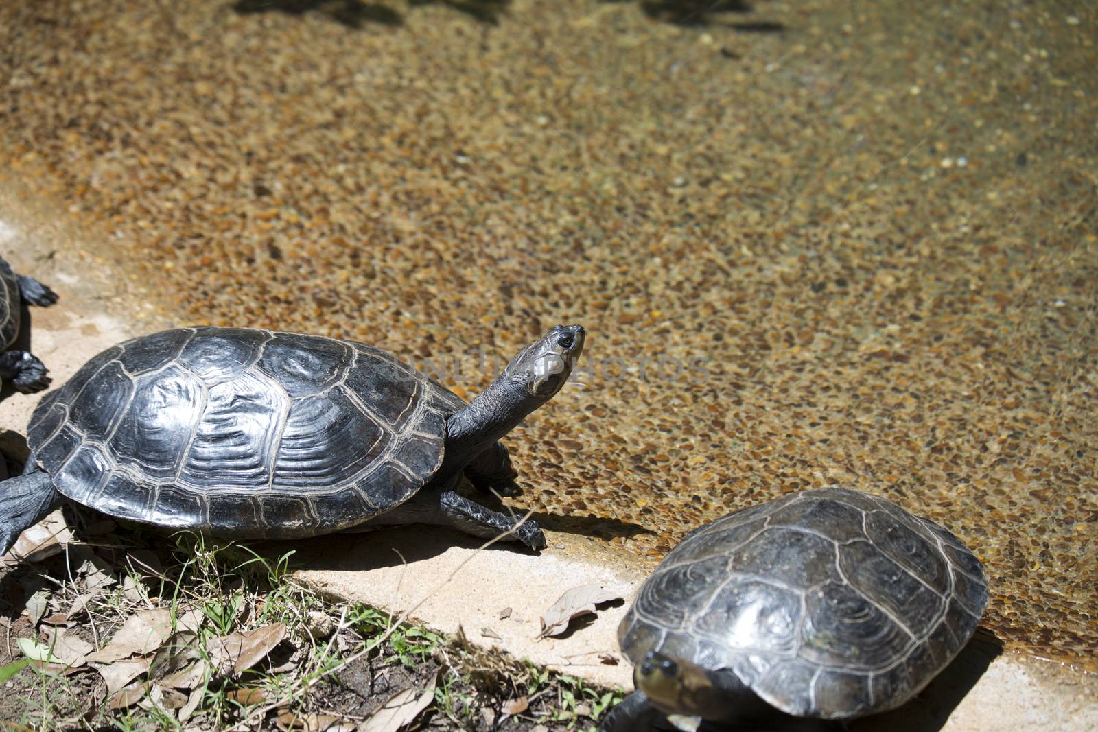 Yellow-spotted Amazon turtles (Podocnemis unifilis) climbing out of a pond