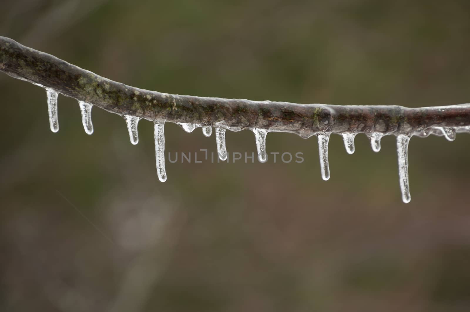 Single branch with icicles hanging after a freezing rain ice storm